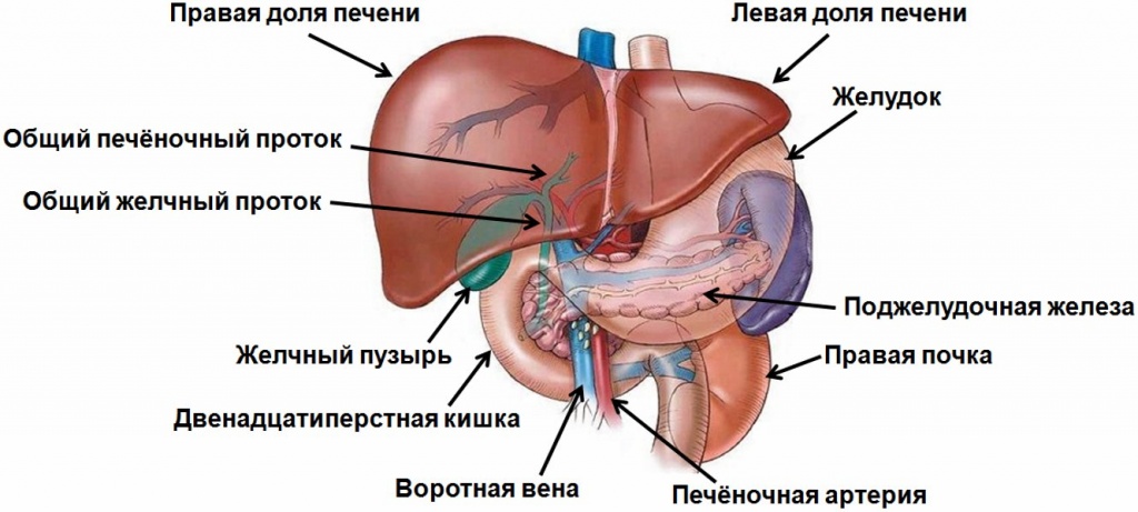 УЗИ печени и желчного